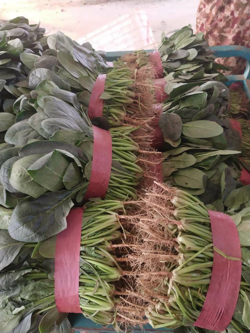 大叶【大棚精品菠菜】20--35公分，货量充足，质量保证