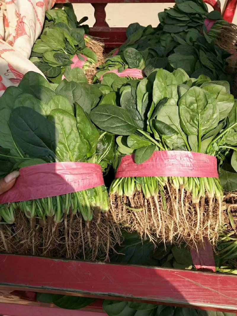 大叶【大棚精品菠菜】20--35公分，货量充足，质量保证
