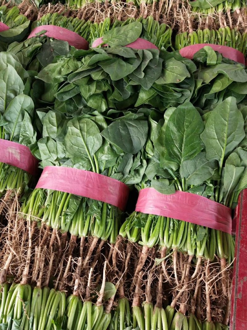 大叶【大棚精品菠菜】20--35公分，货量充足，质量保证
