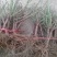 桃树苗水蜜桃苗黄桃寿桃盆栽地栽果树苗适应南方北方种植当年