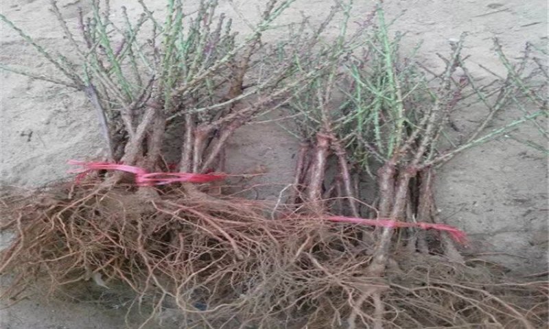 桃树苗水蜜桃苗黄桃寿桃盆栽地栽果树苗适应南方北方种植当年