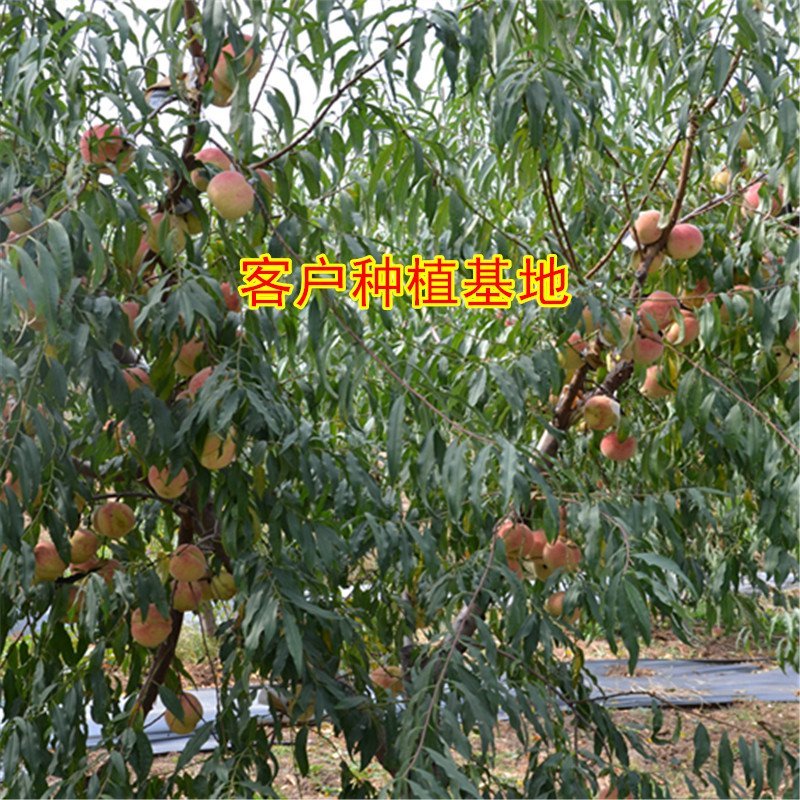 桃树苗冬桃桃苗黄桃寿桃盆栽地栽果树苗适应南方北方种植当年
