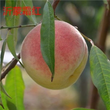 桃树苗冬桃桃苗黄桃寿桃盆栽地栽果树苗适应南方北方种植当年