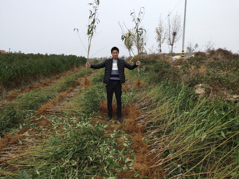 桃树苗冬桃桃苗黄桃寿桃盆栽地栽果树苗适应南方北方种植当年