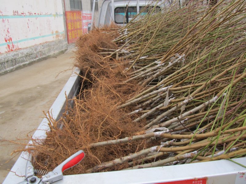 桃树苗冬桃桃苗黄桃寿桃盆栽地栽果树苗适应南方北方种植当年