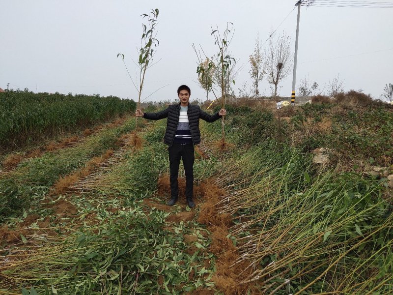 桃树苗冬桃桃苗黄桃寿桃盆栽地栽果树苗适应南方北方种植当年