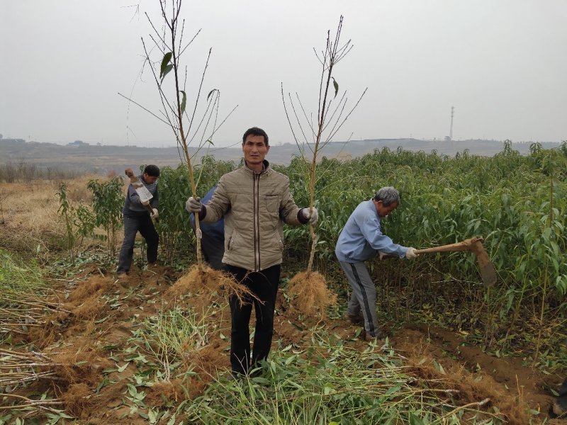 桃树苗冬桃桃苗黄桃寿桃盆栽地栽果树苗适应南方北方种植当年