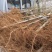 桃树苗冬桃桃苗黄桃寿桃盆栽地栽果树苗适应南方北方种植当年