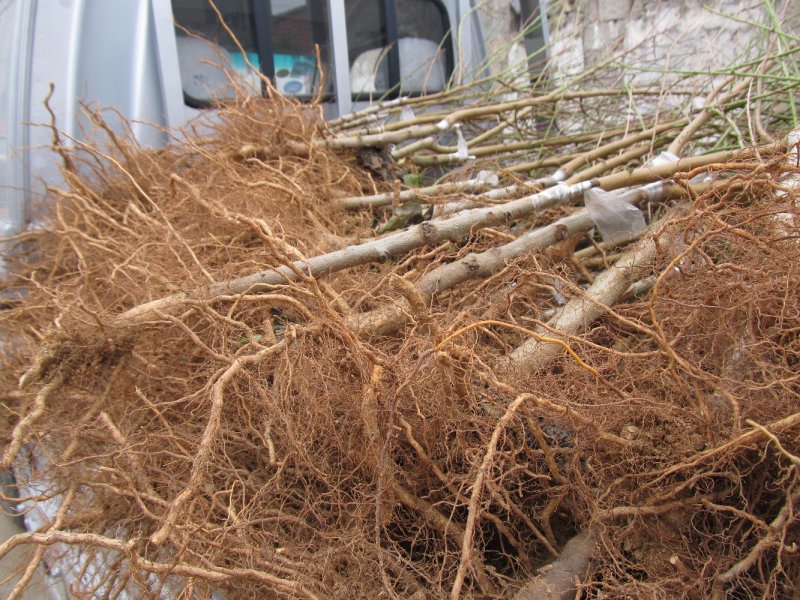 桃树苗冬桃桃苗黄桃寿桃盆栽地栽果树苗适应南方北方种植当年
