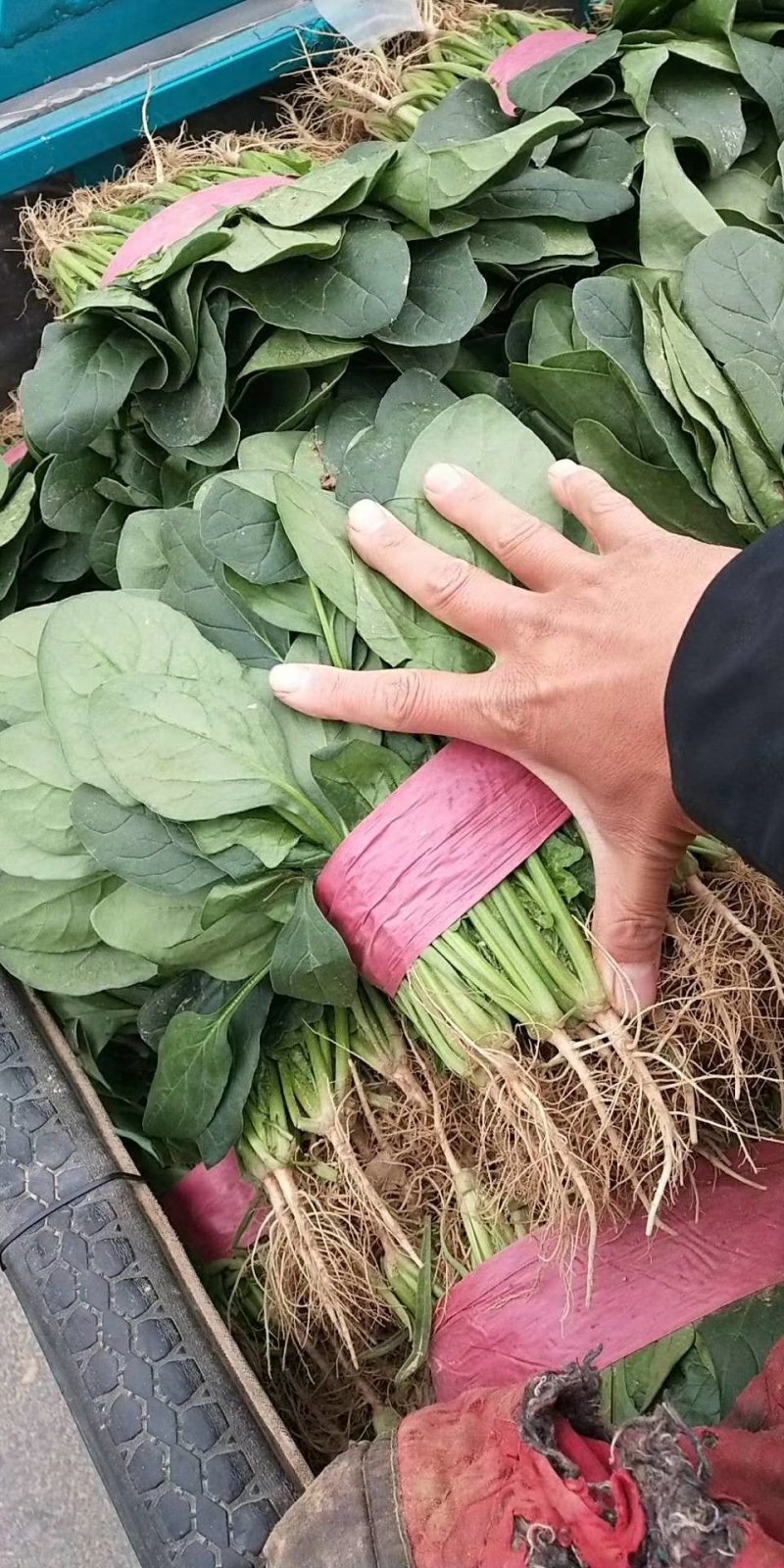 大叶【大棚精品菠菜】20--35公分，货量充足，质量保证
