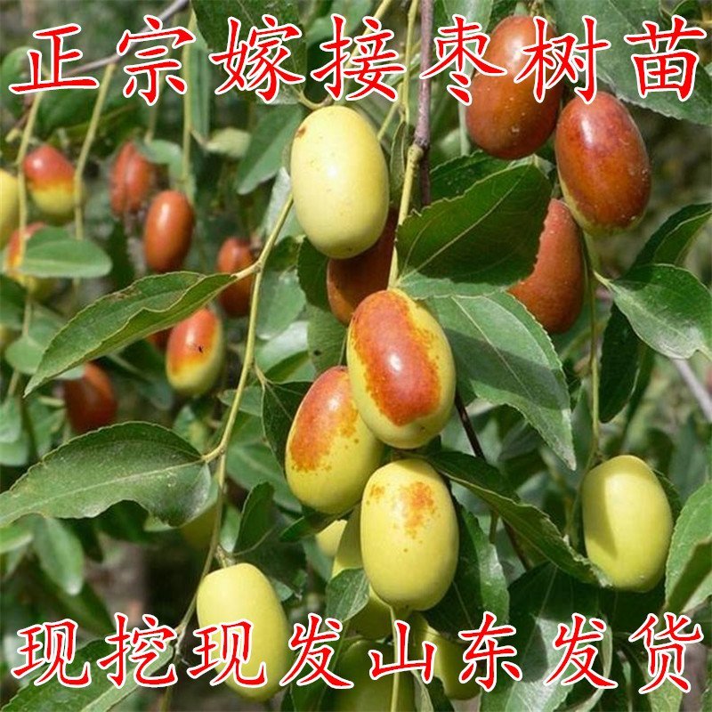 枣树苗