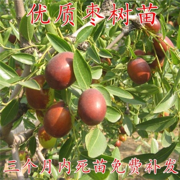 枣树苗