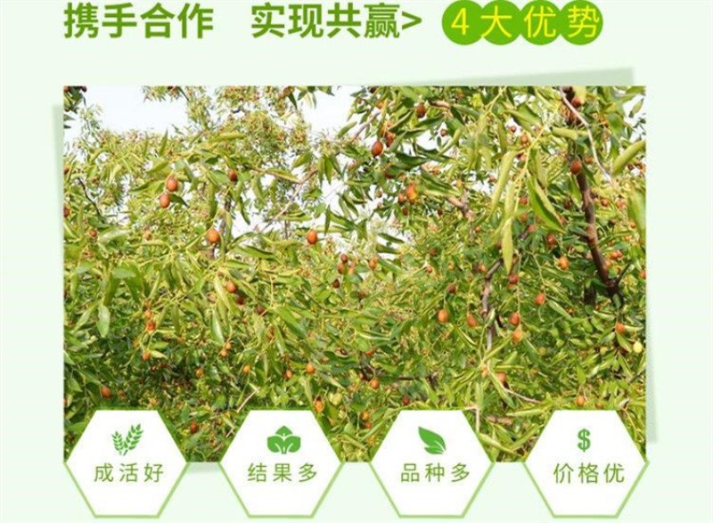 枣树苗