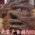 枣树苗