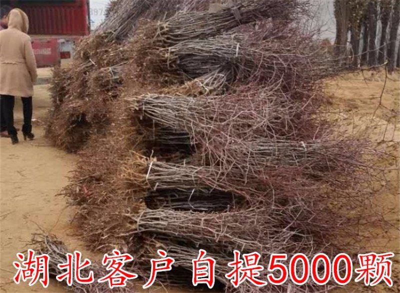 枣树苗