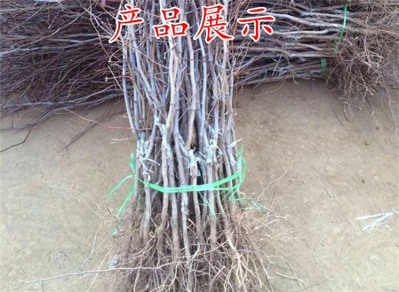 枣树苗