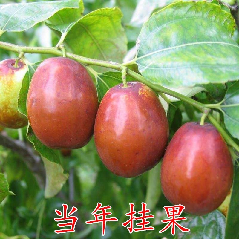 枣树苗