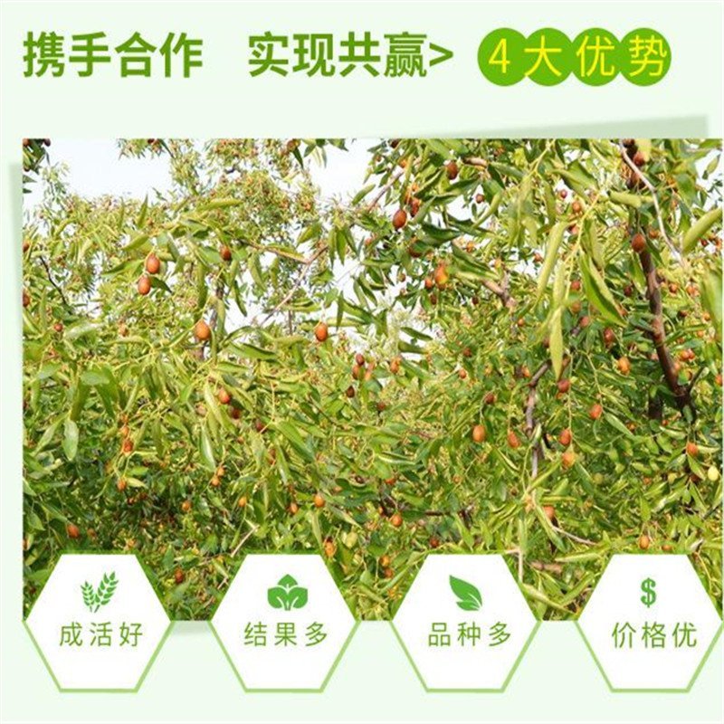 枣树苗