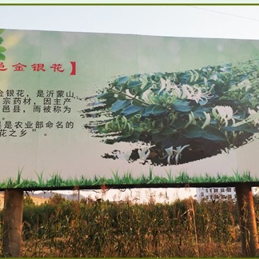 金银花苗