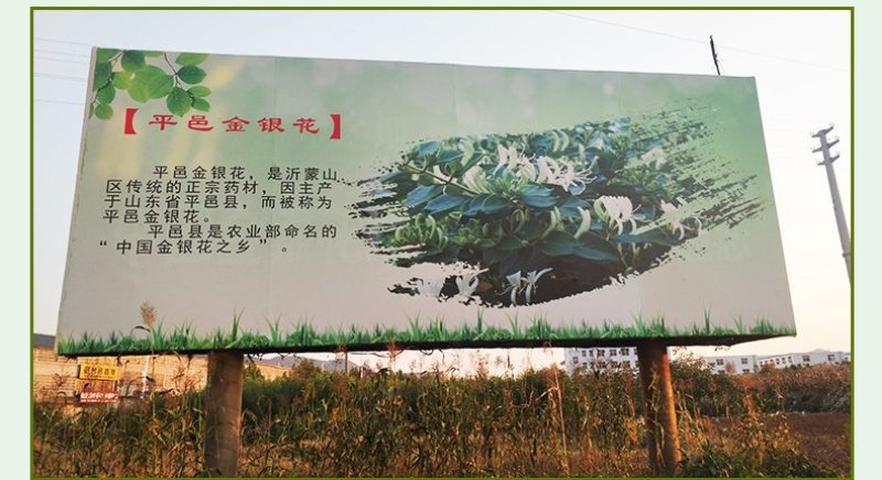 金银花苗