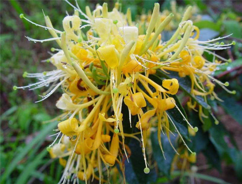 金银花苗