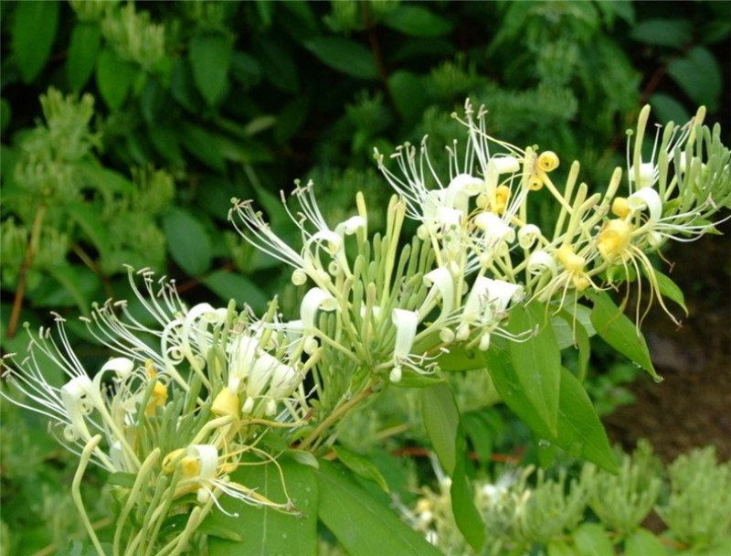 金银花苗