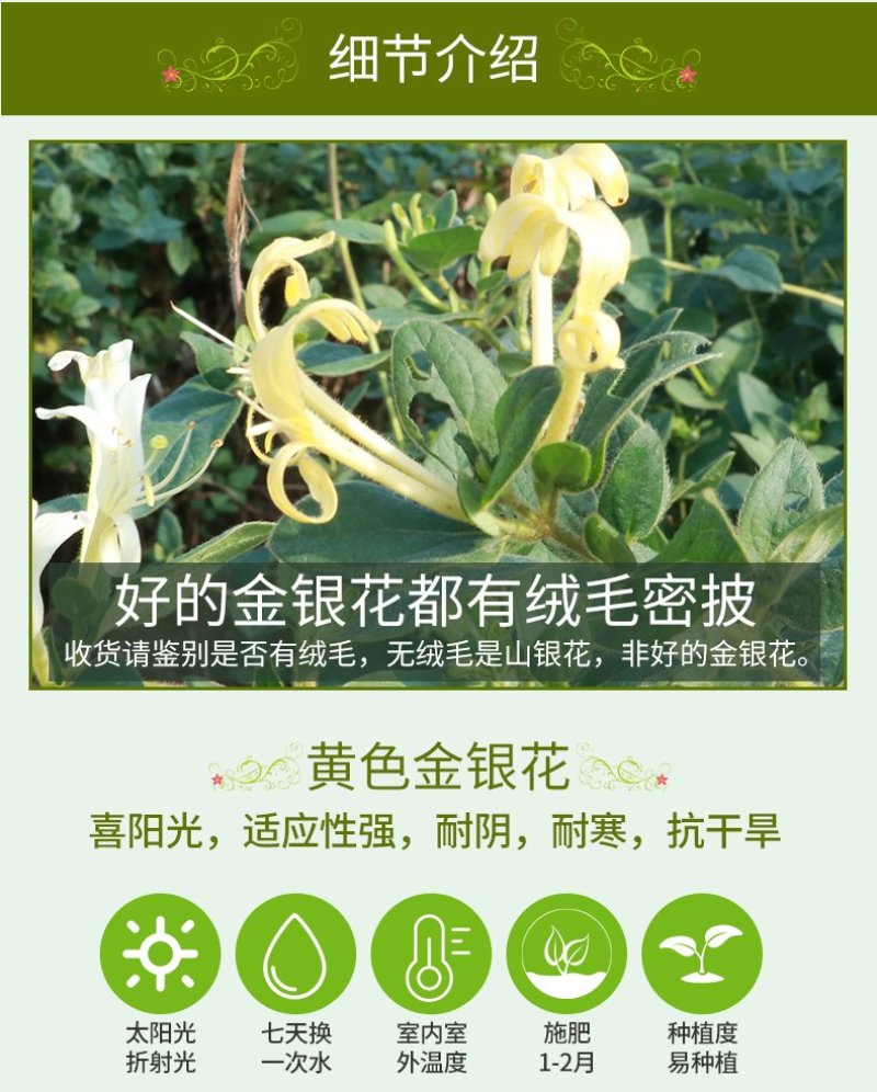 金银花苗
