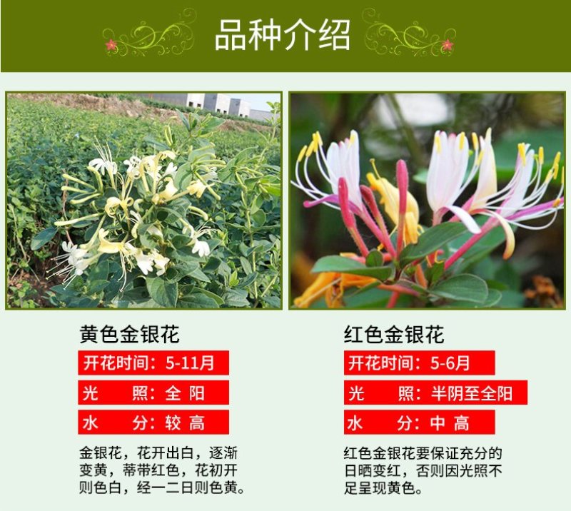 金银花苗