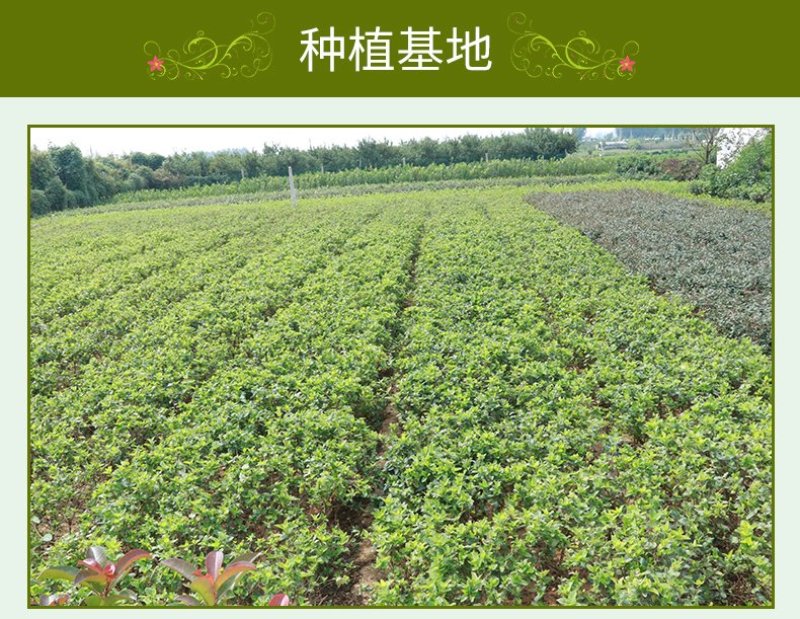 金银花苗