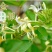 金银花苗