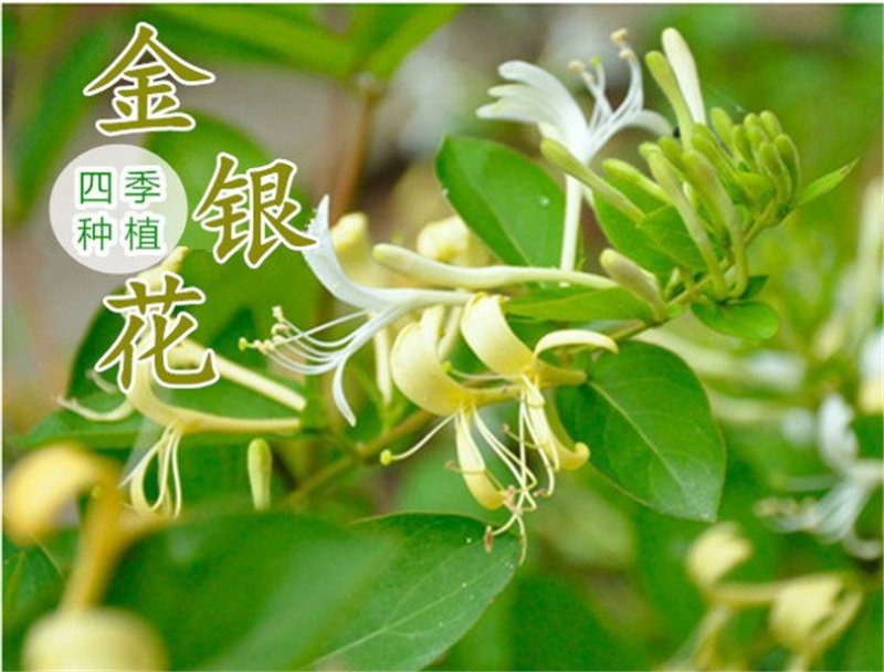 金银花苗
