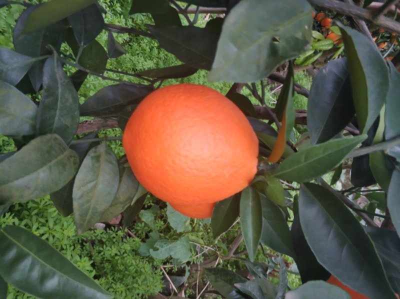 圆虹
