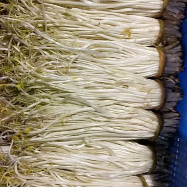 溧阳白芹