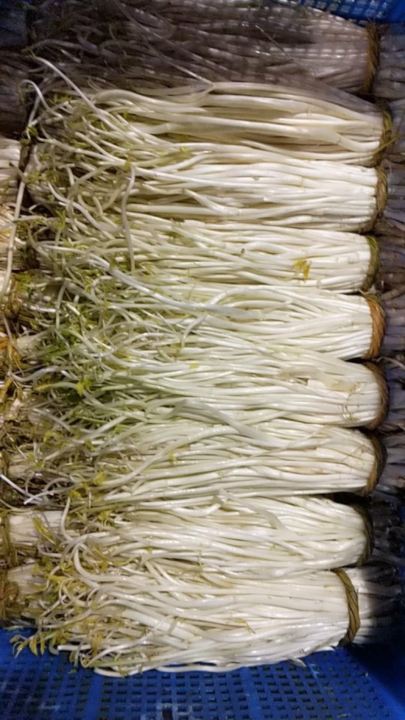 溧阳白芹