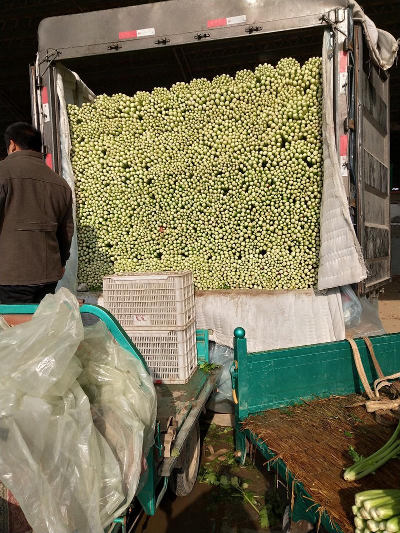 河北芹菜，高度65公分左右，一手货源量大从优代发全国各地