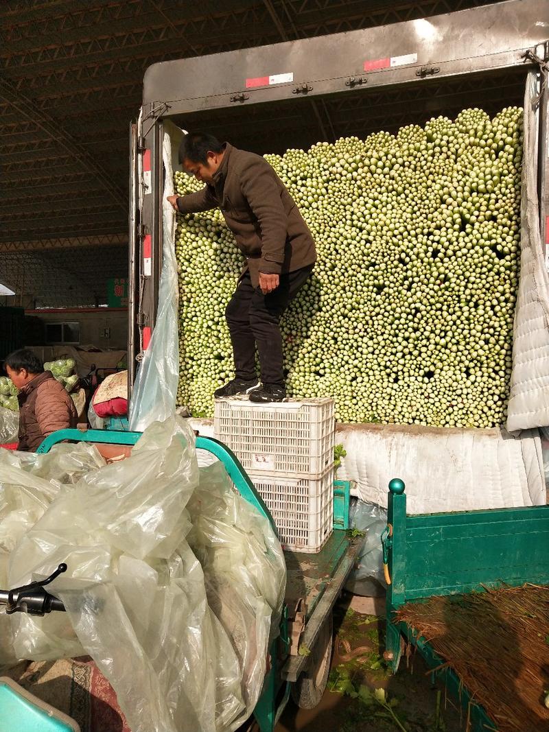 河北芹菜，高度65公分左右，一手货源量大从优代发全国各地