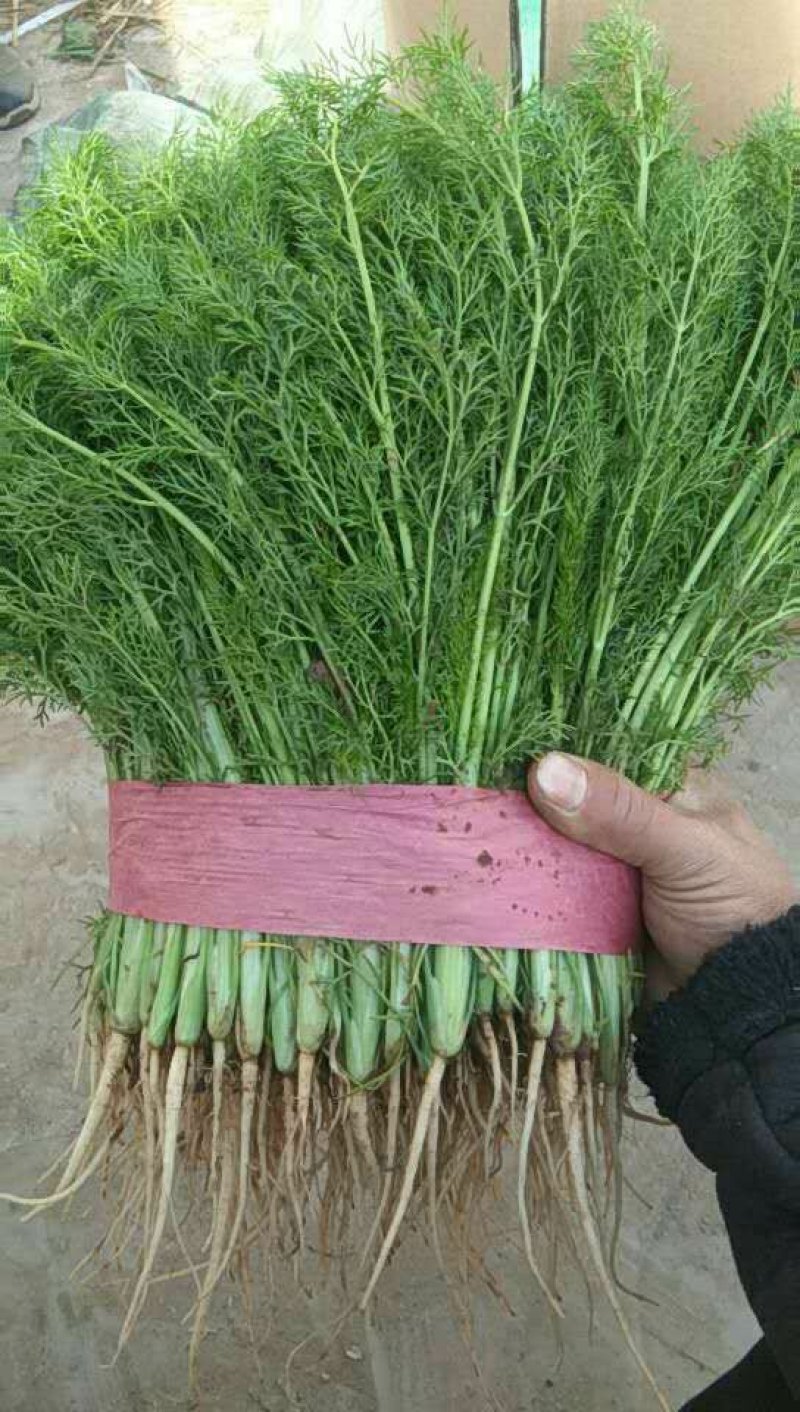 河北永年精品茴香产地直销大量上市中需要的联系