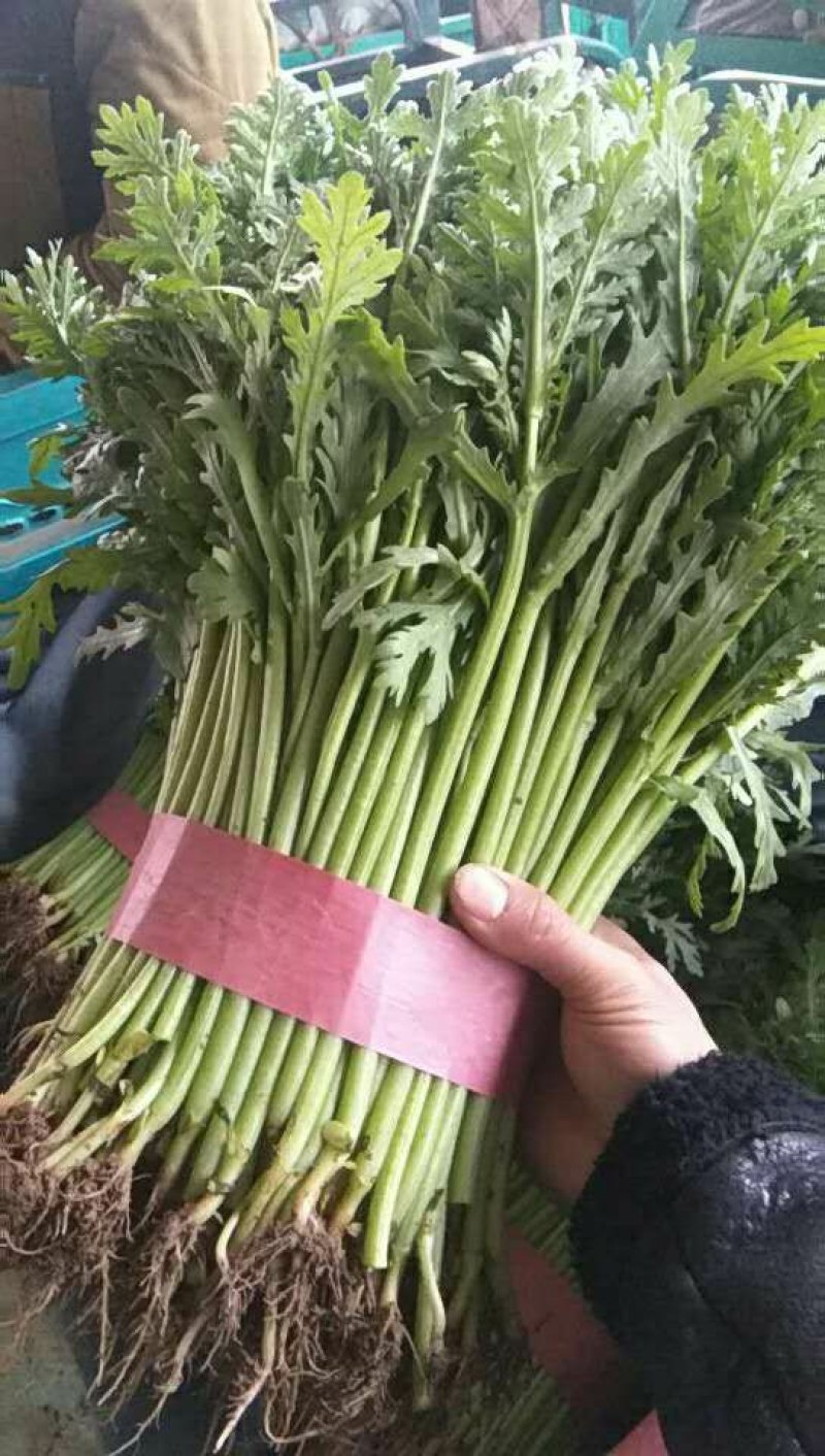 【河北精品茼蒿】新鲜质量好品质保证