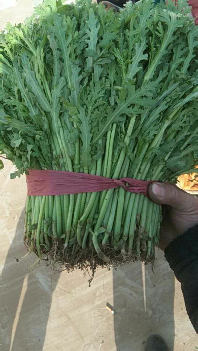【河北精品茼蒿】新鲜质量好品质保证