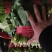 品种菠菜。大量上市。价格便宜。本人诚信，多年代办。有需要