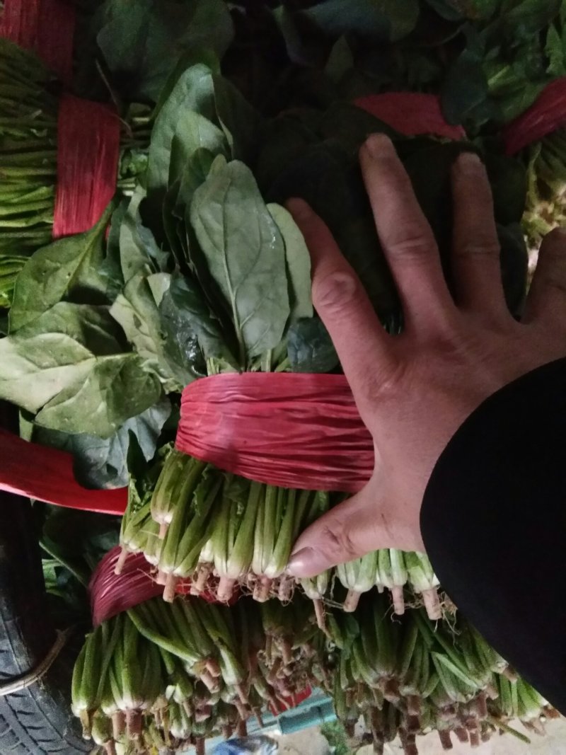 品种菠菜。大量上市。价格便宜。本人诚信，多年代办。有需要