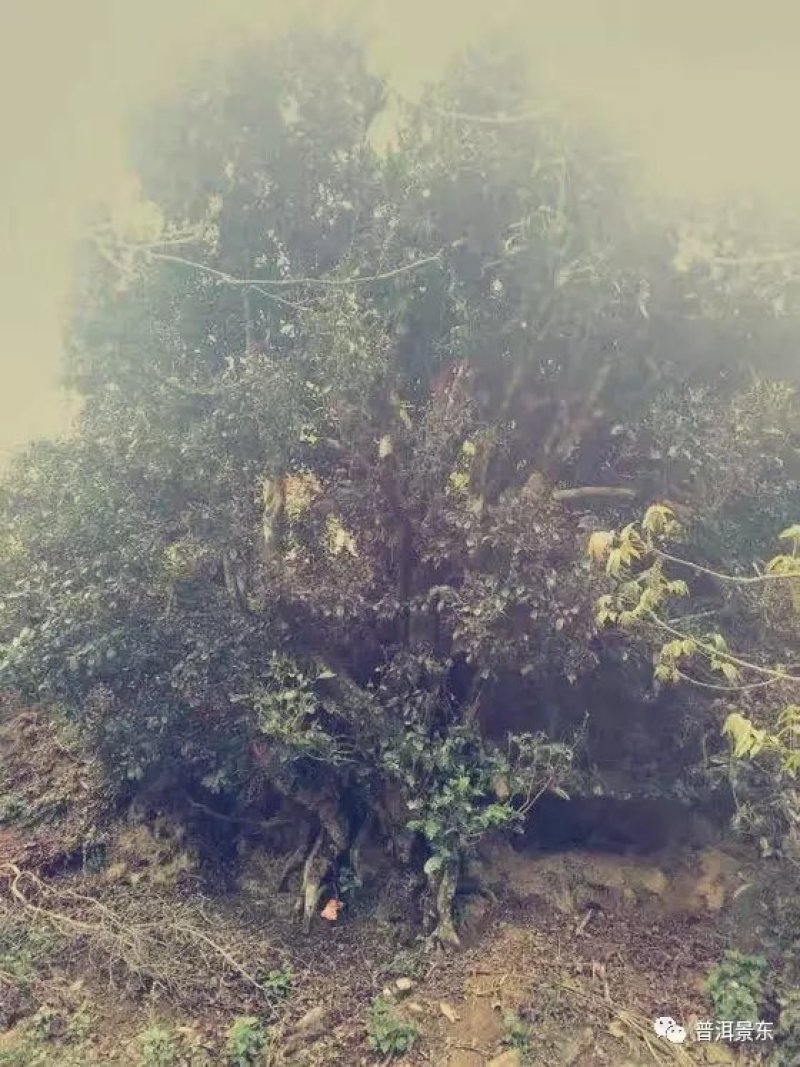 普洱邦崴龙洞古韵