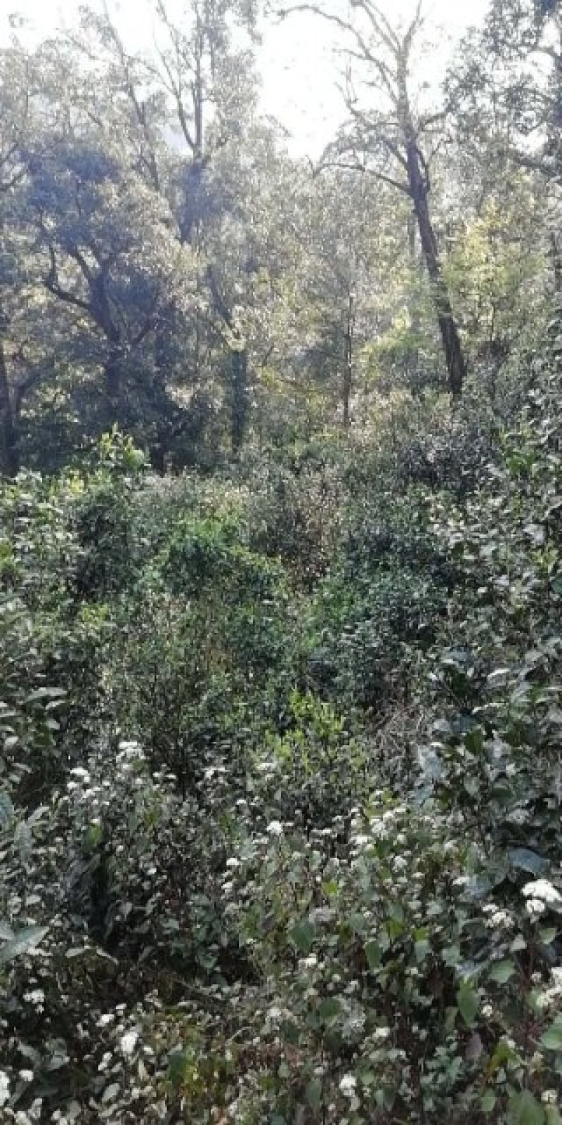 普洱邦崴龙洞古韵