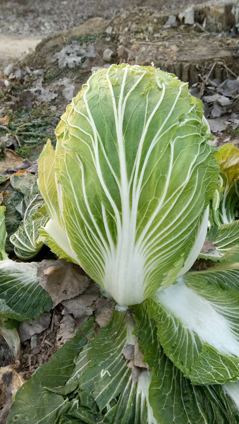 青杂三号大白菜大量供应