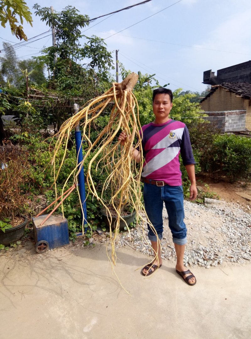 广西【五指毛桃】营养杯苗易种植产量高自产自销量大从优