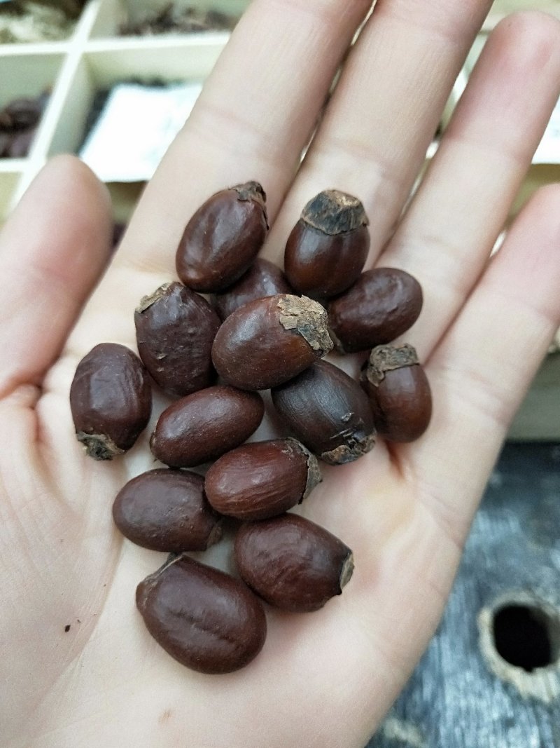 中药材荔枝核荔仁枝核大荔核中药材批发零售