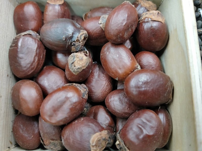 中药材荔枝核荔仁枝核大荔核中药材批发零售