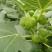 无花果苗大量供应1-10年苗