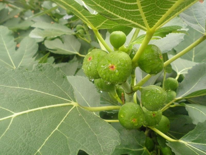 无花果苗大量供应1-10年苗