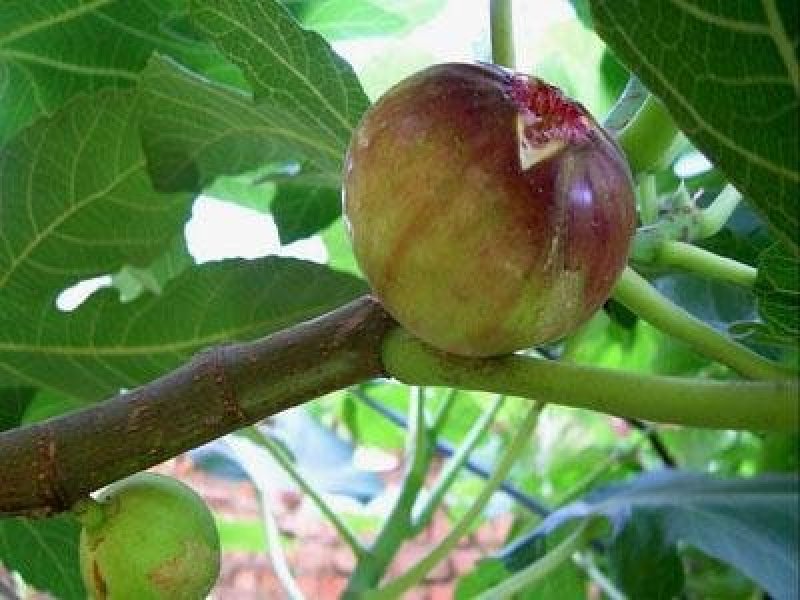 无花果苗大量供应1-10年苗